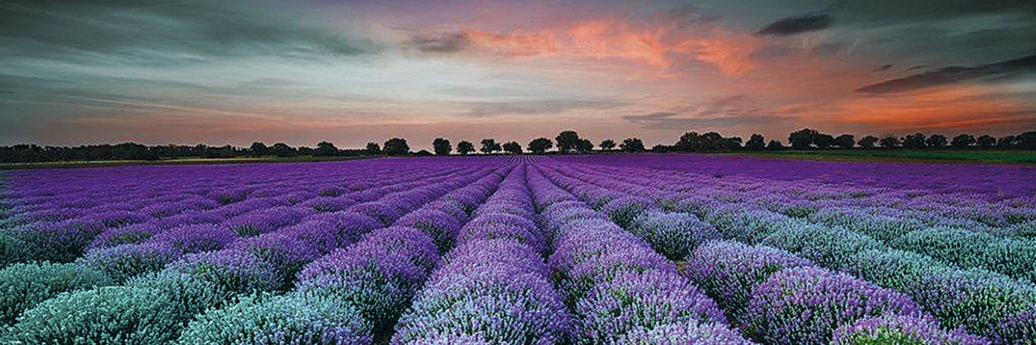 Dekor Milano Lavender Field Sklo 75x25 cm